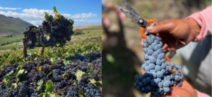 Raka harvested the last grapes of the season!