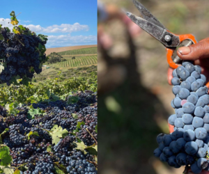 Raka harvested the last grapes of the season!