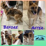 Up for Adoption: Coco