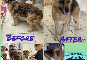 Up for Adoption: Coco