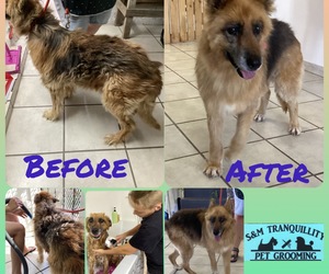 Up for Adoption: Coco