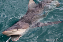 Next Marine Dynamics Shark Cage Diving Trip: 30 March 2023