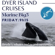 Next Dyer Island Marine Big 5 Tour: 31 March 2023