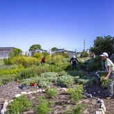 Community Garden - i-MED Africa - Xplorio™ Gansbaai