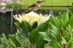 Fynbos_Gardens8_1680261288