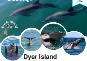Next Dyer Island Marine Big 5 Tour: 4 April 2023