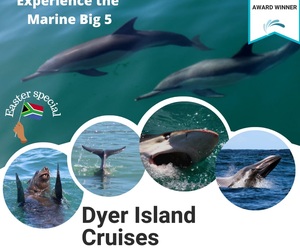 Next Dyer Island Marine Big 5 Tour: 4 April 2023