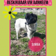 Up for Adoption: Simba
