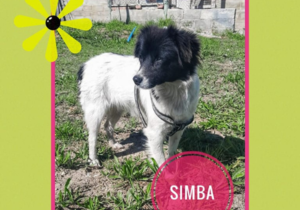Up for Adoption: Simba