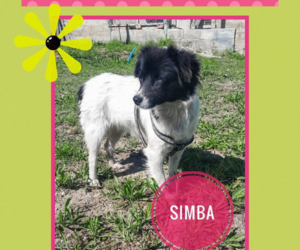Up for Adoption: Simba