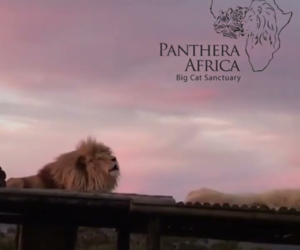 8 April 2023: Sunset Visit