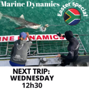Next Marine Dynamics Shark Cage Diving Trip: 5 April 2023