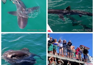 Daily Blog: 03 April 2023 | Shark Cage Diving in South Africa