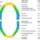 Permanent teeth eruption times