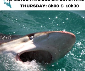 Next Marine Dynamics Shark Cage Diving Trip: 6 April 2023