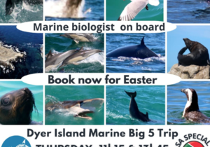 Next Dyer Island Marine Big 5 Tour: 6 April 2023