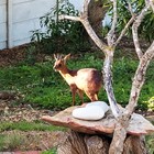 Cape Grysbok - High Level Self Catering - Xplorio™ Agulhas / Struisbaai