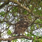 Cape Eagle Owl - High Level Self Catering - Xplorio™ Agulhas / Struisbaai
