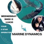Next Marine Dynamics Shark Cage Diving Trip: 12 April 2023