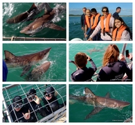 Daily Blog: 11 April 2023 | Shark Cage Diving in South Africa