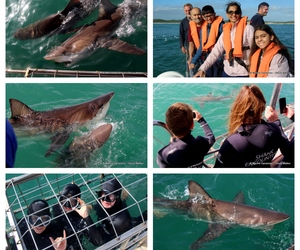 Daily Blog: 11 April 2023 | Shark Cage Diving in South Africa