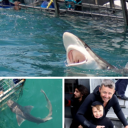 Next Marine Dynamics Shark Cage Diving Trip: 13 April 2023