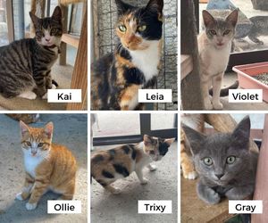 Adopt a Cat or Kitten from BARC