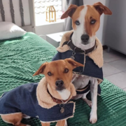 Dog Jackets