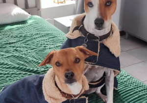 Dog Jackets