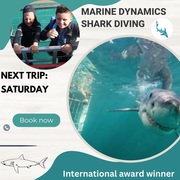 Next Marine Dynamics Shark Cage Diving Trip: 15 April 2023