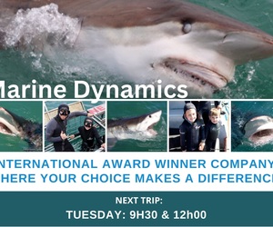Next Marine Dynamics Shark Cage Diving Trip: 18 April 2023