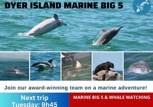 Next Dyer Island Marine Big 5 Tour: 18 April 2023