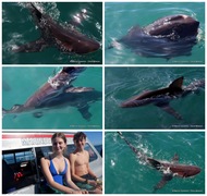 Daily Blog: 18 April 2023 | Shark Cage Diving in South Africa