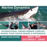 Next Marine Dynamics Shark Cage Diving Trip: 22 April 2023