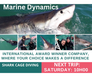 Next Marine Dynamics Shark Cage Diving Trip: 22 April 2023