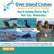 Next Dyer Island Marine Big 5 Tour: 26 April 2023