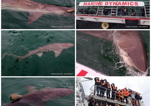 Daily Blog: 22 April 2023 | Shark Cage Diving in South Africa