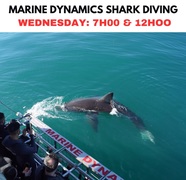 Next Marine Dynamics Shark Cage Diving Trip: 26 April 2023