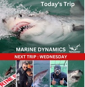 Next Marine Dynamics Shark Cage Diving Trip: 3 May 2023