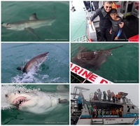 Daily Blog: 02 May 2023 | Shark Cage Diving in South Africa