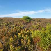 Fynbos is at its best during winter!