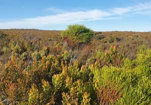 Fynbos is at its best during winter!