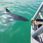 Shark Cage Diving Trip - White Shark Projects - Xplorio™ Gansbaai