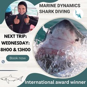 Next Marine Dynamics Shark Cage Diving Trip: 10 May 2023