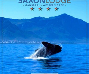 The Whales Are Here!