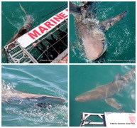 Daily Blog: 09 May 2023 | Shark Cage Diving in South Africa