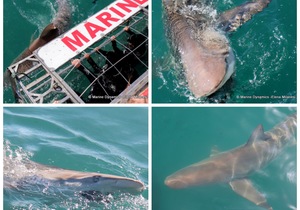 Daily Blog: 09 May 2023 | Shark Cage Diving in South Africa