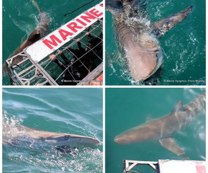 Daily Blog: 09 May 2023 | Shark Cage Diving in South Africa