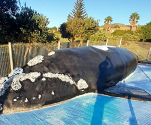 Wally The Whale Restoration Project