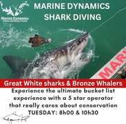 Next Marine Dynamics Shark Cage Diving Trip: 16 May 2023